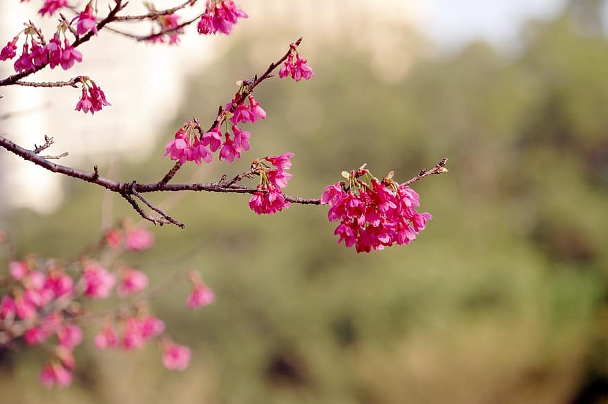 kirsikankukat, vaaleanpunaiset kukat, kukat, luonto