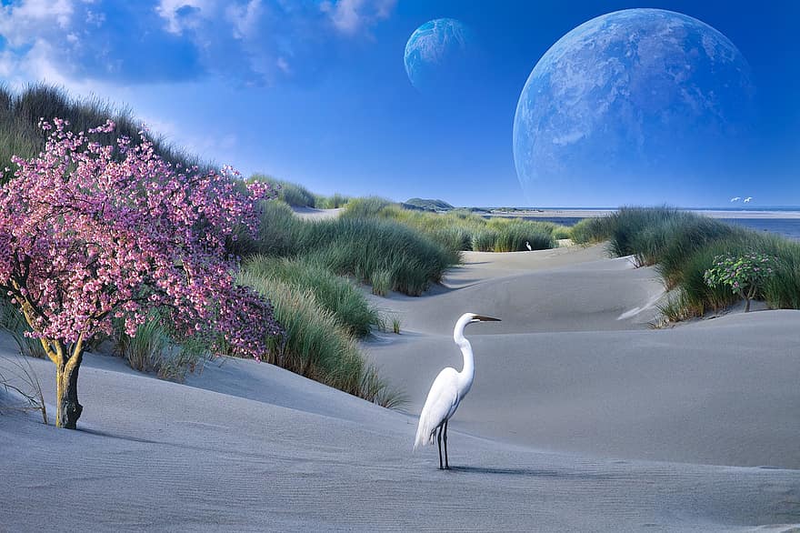 gerklė, egret, paukštis, mėnulis, pobūdį, gyvūnas, smėlio kopos, kopos, smėlis, papludimys, vandenynas