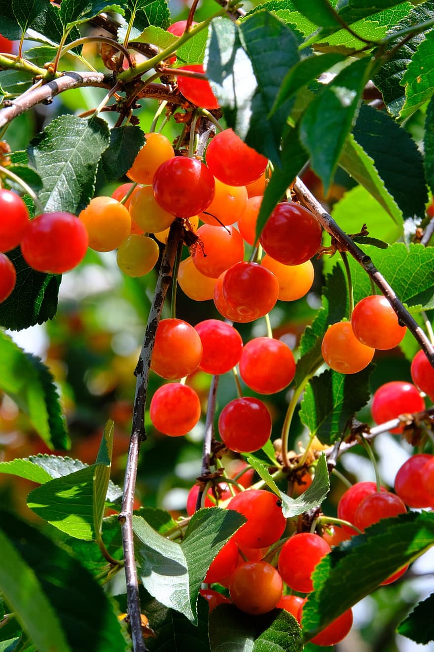 Cherries, Sour Cherries, Cherry Tree, Fruit, Ripe, Stone Fruit, Fruit Tree, Cherries In Abundance