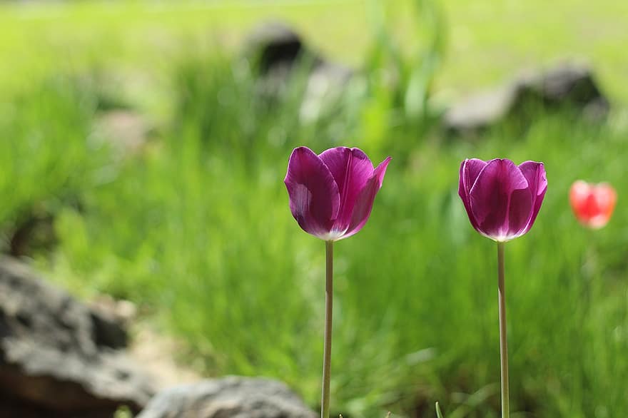 тюльпаны, фиолетовые тюльпаны, фиолетовые цветы, цветы, сад, природа, весна, цветок, зеленого цвета, завод, летом