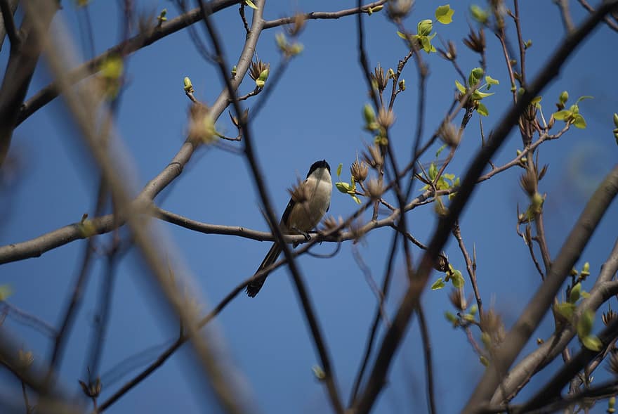 새, 동물, 봄, 자연스러운, 깃, 야생 생물, 작은 가지