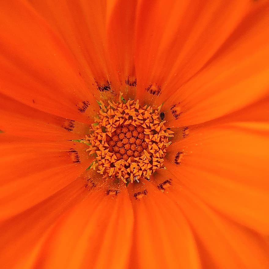 оранжевый цветок, цветок, природа, крупный план, желтый, завод, один цветок, лепесток, макрос, летом, головка цветка