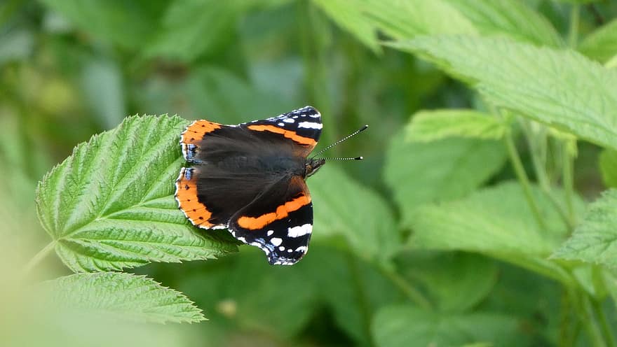Insect, Butterfly, Entomology, Red Admiral