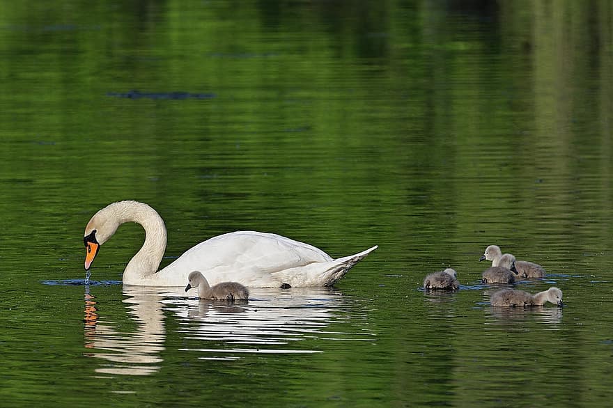 Swan, Chick, Water Bird, Swim, Lake, beak, pond, water, feather, animals in the wild, summer
