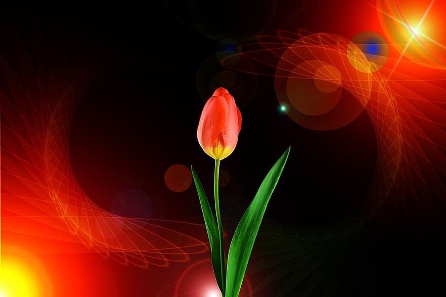 tulipán, květ, Pozadí, mlhavý, mlha, prsteny, kruh, fraktály, vzor, struktura, textura