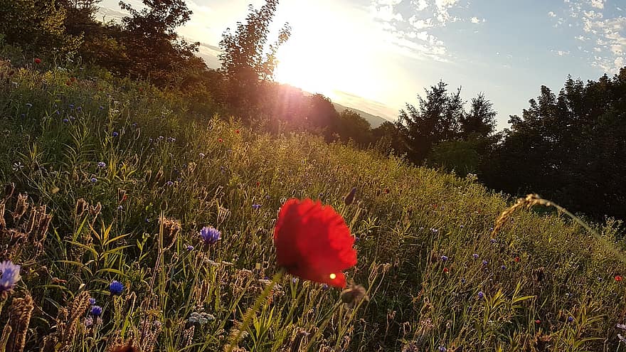 paisaje, las flores, puesta de sol, primavera, naturaleza, amanecer, lahr, Alemania, Baden-Wurtemberg, Schwarzwald