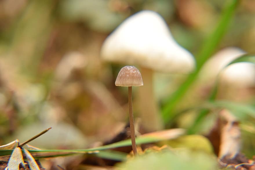 Mushroom, Forest, Forest Mushroom, Autumn, Nature, Collect, Disc Fungus, Close Up, Forest Floor, Mini Mushroom, Mushroom Seekers
