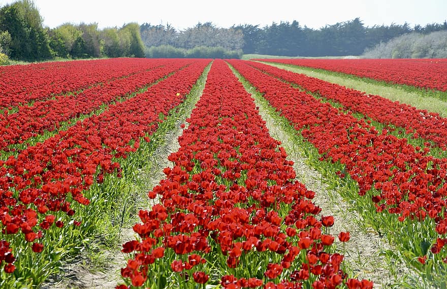 blomster, tulipaner, felter, Tulipanafgrøder, planter, flora, blomstring, blomst, tulipan, plante, landlige scene