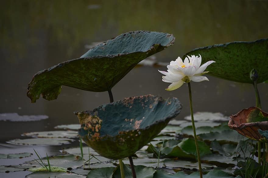 Lotus, Flower, Lagoon, Pond, Lake, Bloom, Beautiful, Flora, Water Surface, Botany, Leaves