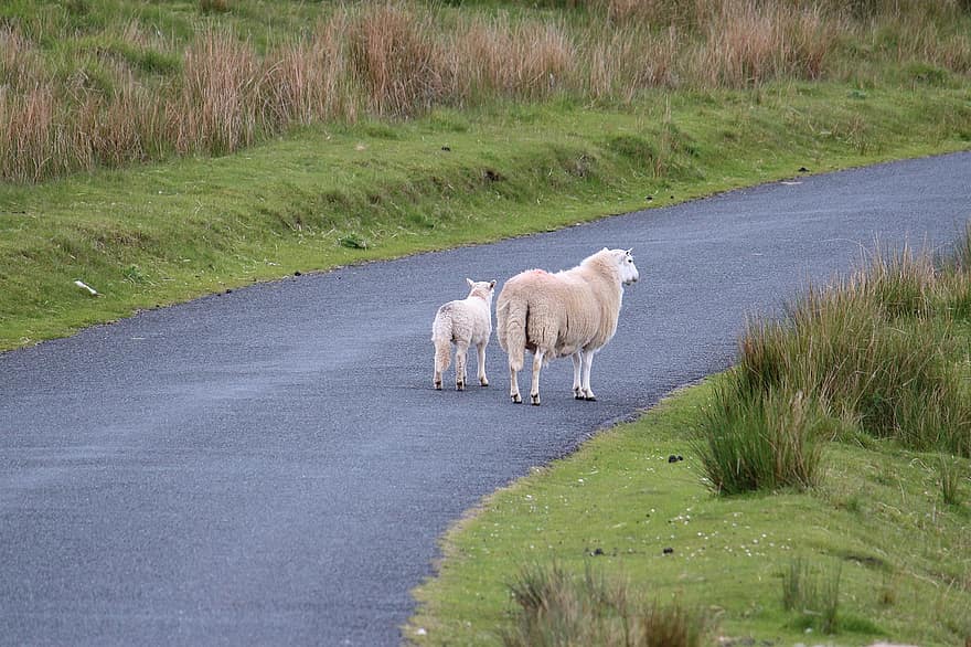 羊、道路、丘、歩く