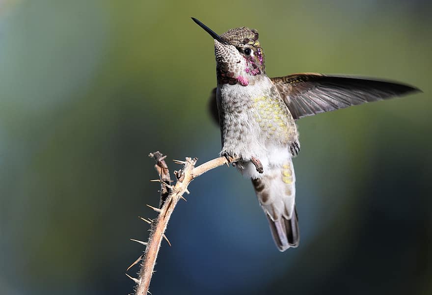 hummingbird, fugl, dyr, Anna's kolibri, dyreliv, perched, fjærdrakt, nebb, liten, gren, fjær