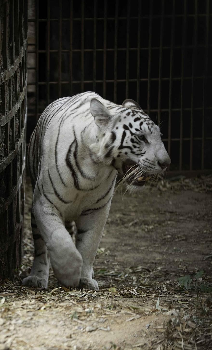 djur-, tiger, däggdjur, vit tiger, arter, fauna