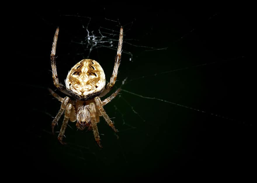 con nhện, loài nhện, mạng nhện, web, quả cầu, thợ dệt, côn trùng, bọ cánh cứng, Chứng sợ nhện, Thiên nhiên, động vật hoang dã
