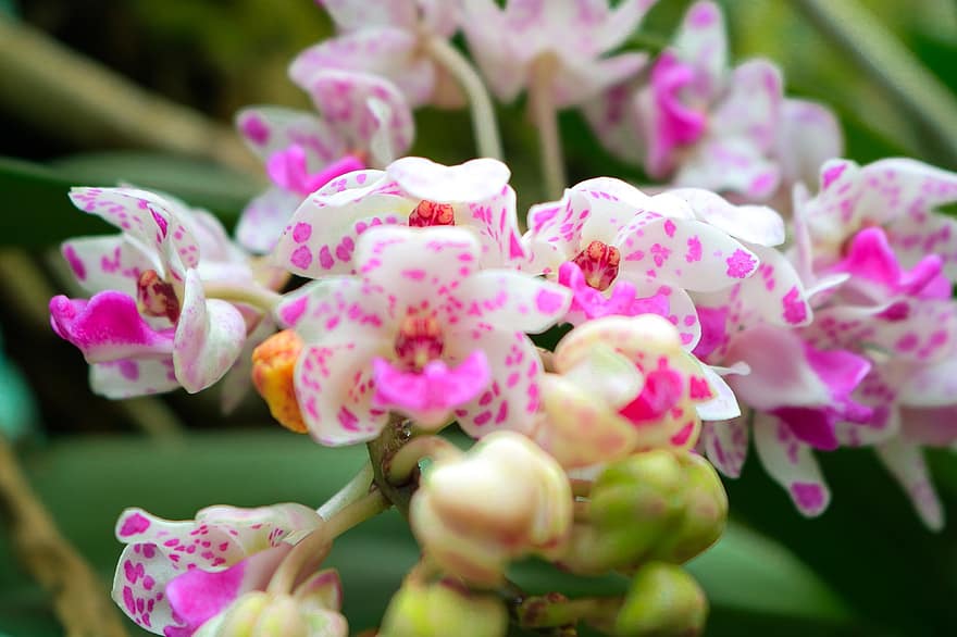Orchids, Flowers, Plant, Petals, Bloom, Flora, Nature, close-up, flower head, leaf, flower