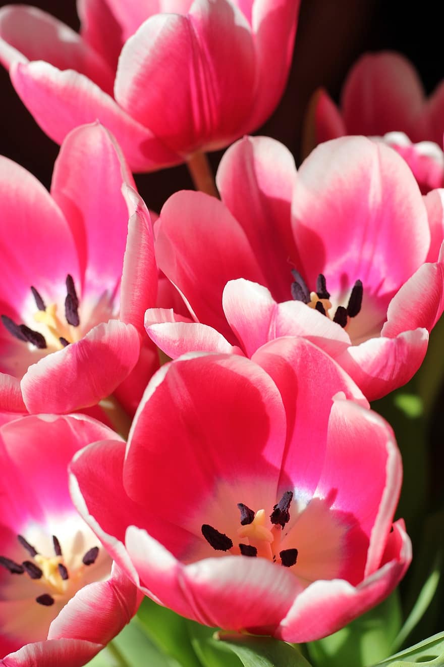 tulipany, kwiaty, roślina, płatki, kwiat, kwitnąć, flora, wiosna, Natura, ogród