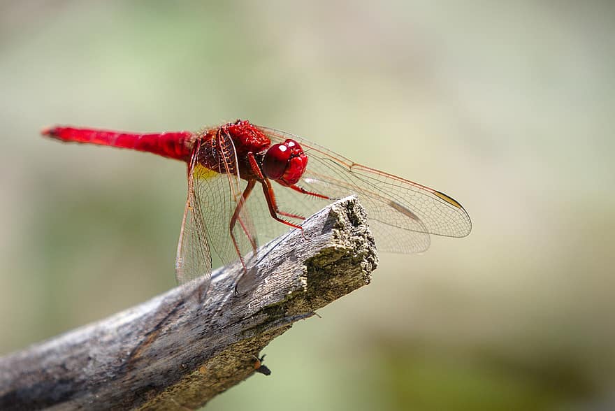 Fire Dragonfly, szitakötő, rovar, szárny, fa