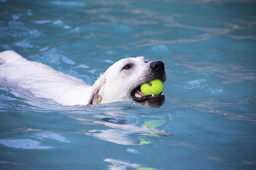 Labrador, chien, nager, laboratoire, labrador retriever, animal, chien domestique, animal de compagnie, canin