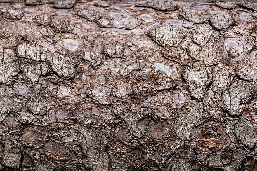 Bark, Dry, Pattern, Old, Structure, Tree, Log, Wood, Tribe, Texture, Background