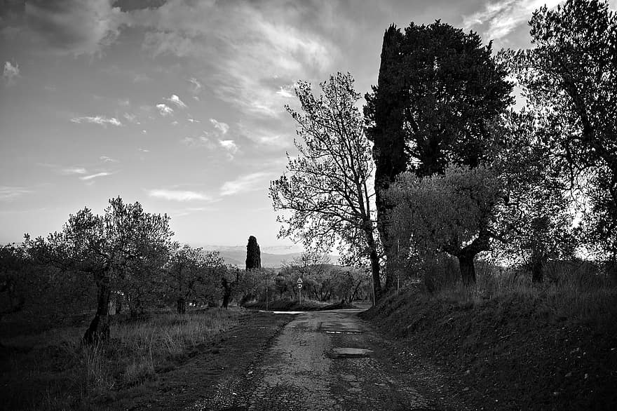 chemin de terre, route de campagne, rural, campagne, des arbres, Via Delle Tavarnuzze, Florence, toscane, Italie, arbre, paysage