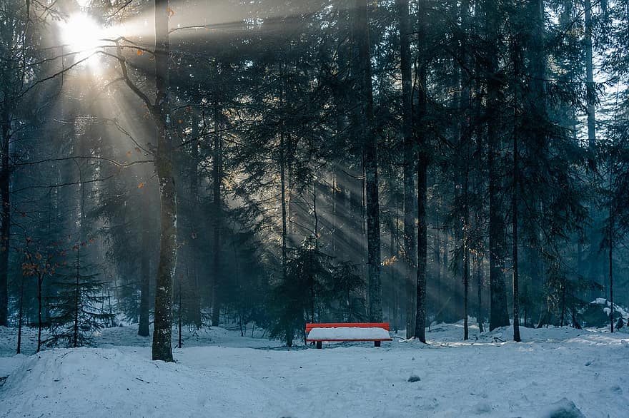 Forest, Nature, Trees, Winter, snow, tree, season, landscape, frost, pine tree, car