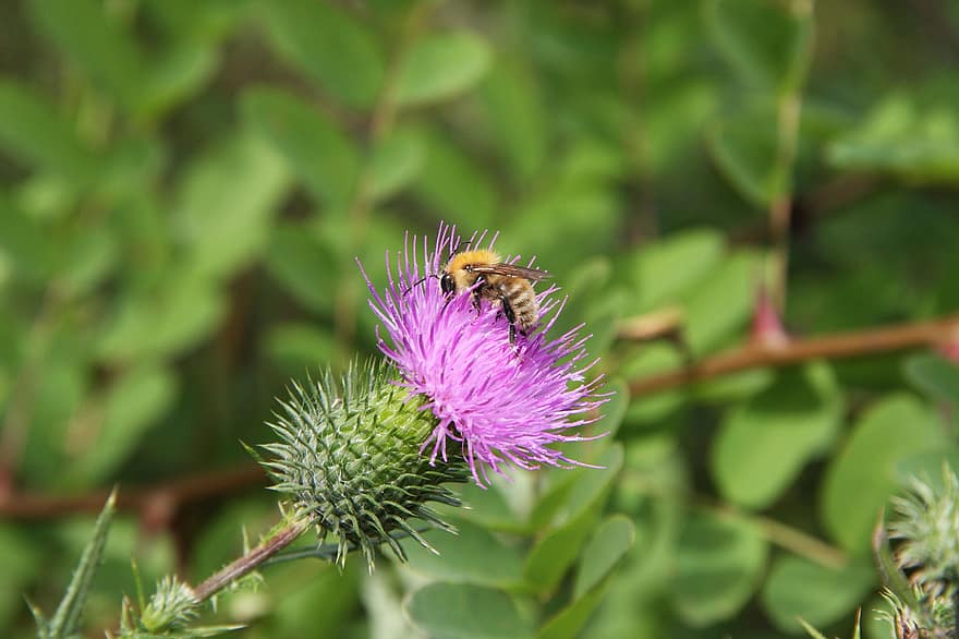 chardon, insecte, pollinisation, abeille, fleur, la nature