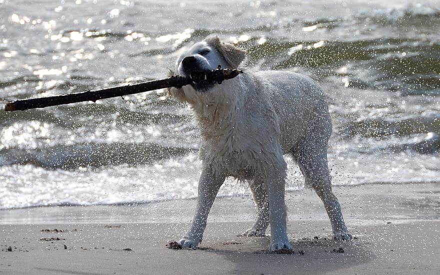 犬、レトリーバー、ペット、ビーチ、砂、波、海、犬歯、動物、毛皮、鼻