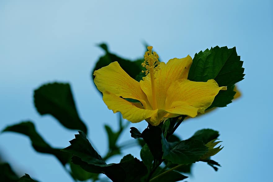 хибискус, жълт хибискус, жълто цвете, цвете, градина, флора, листо, растение, жълт, едър план, лято