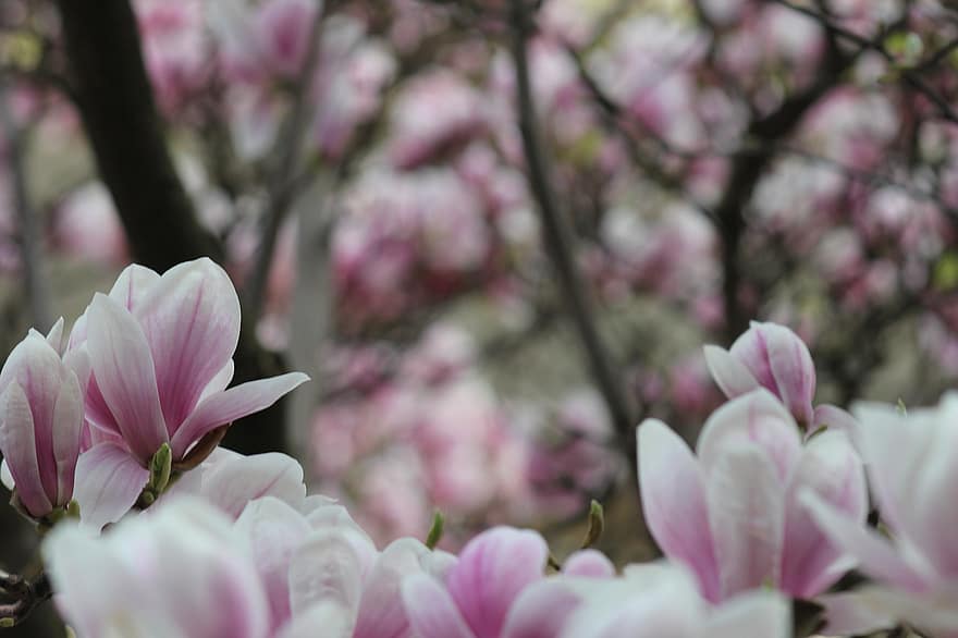 magnolija, gėlės, pobūdį, pavasaris, žiedas, žydi