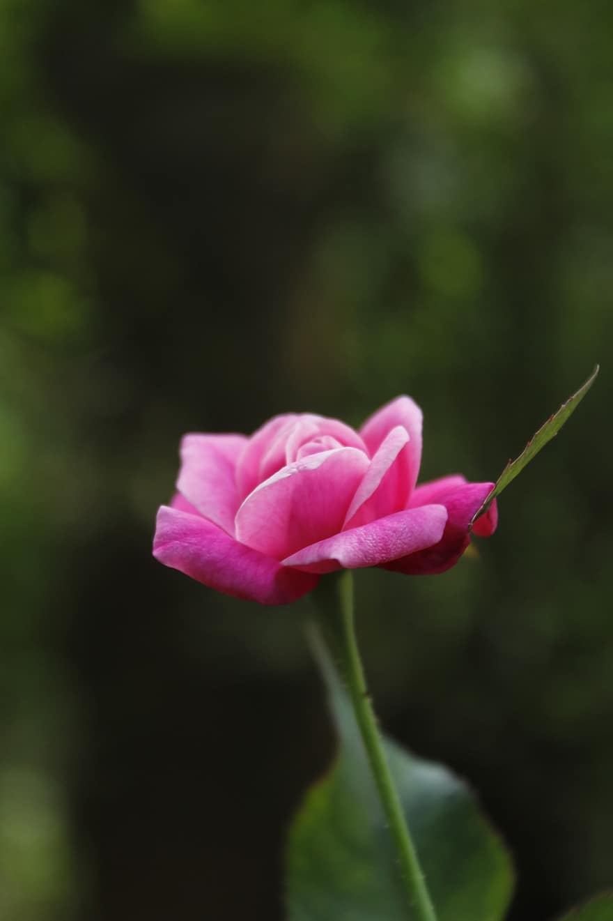 rosa, rosa Rosa, fiore, fiore rosa, petali, fiorire, fioritura, pianta fiorita, pianta ornamentale, pianta, flora