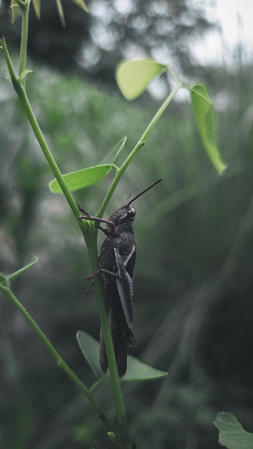 insect, grasshopper, entomology