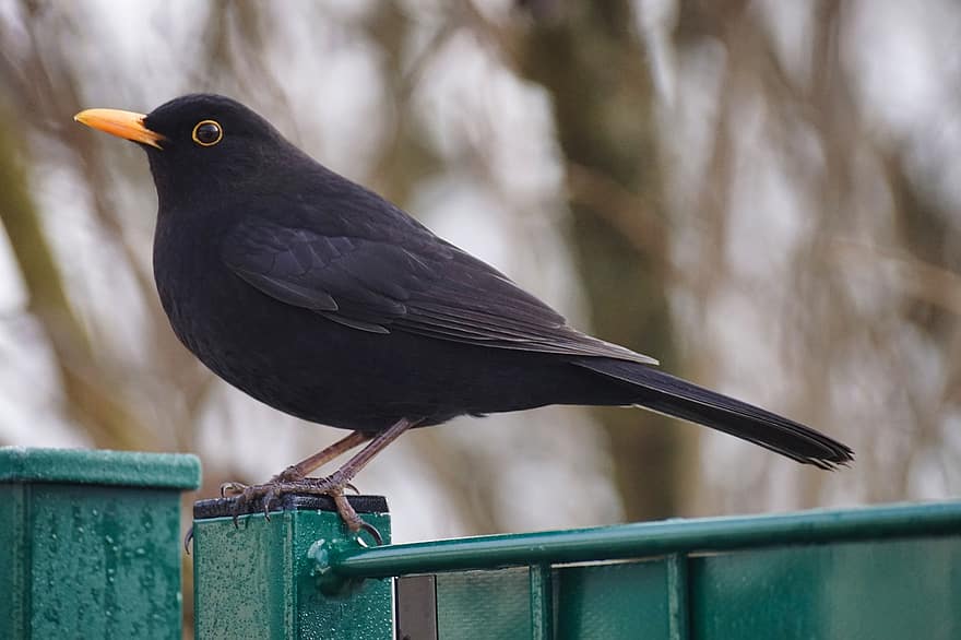 Blackbird, paukštis, sėdi, gyvūnas, plunksnos, snapas, sąskaitą, paukščių stebėjimas, ornitologija, gyvūnų pasaulį, plunksna