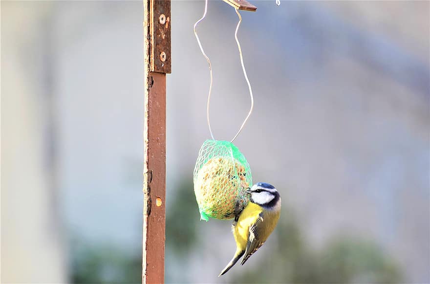 teta azul, pássaro, alimentador de pássaros, animal, plumagem, bico, alimentando, semente de pássaro, observação de pássaros, pena, fechar-se