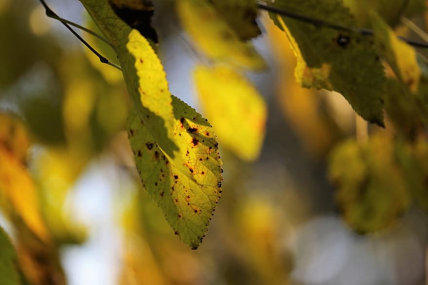 листо, клон, падане, есен, есенно листо, Повреден лист, дърво, растение, природа, боке