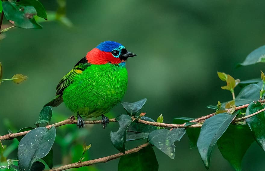 oiseau, martin-pêcheur, le bec, plumes, plumage, fermer, multi couleur, plume, branche, couleur verte, animaux à l'état sauvage