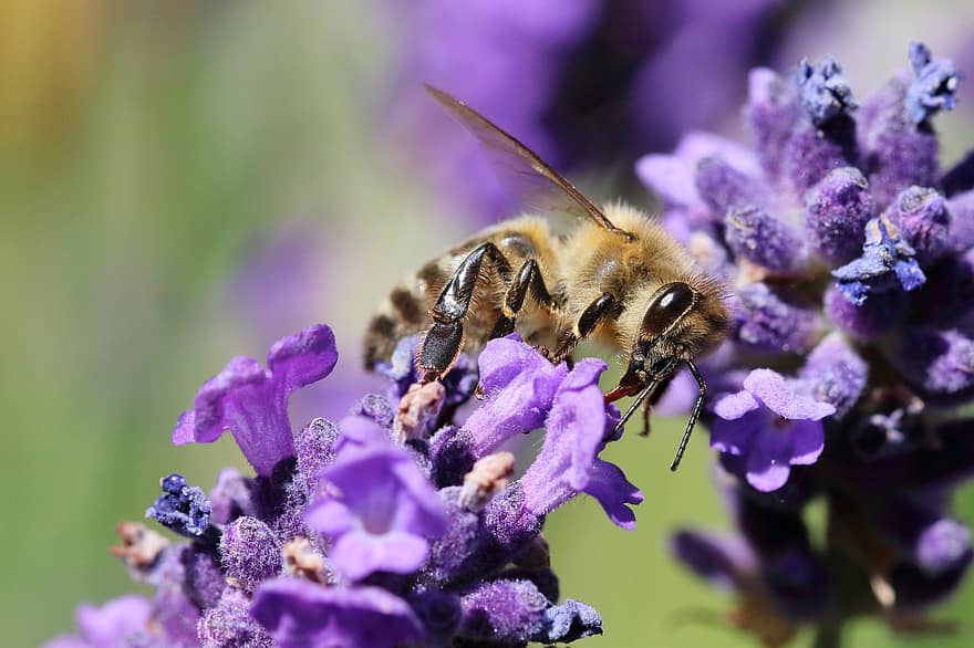 μέλισσα, γονιμοποιώ άνθος, lavenders, γονιμοποίηση, φτερωτό έντομο, έντομο, υμενοπτέρα, εντομολογία, λουλούδια, άνθος, ανθίζω