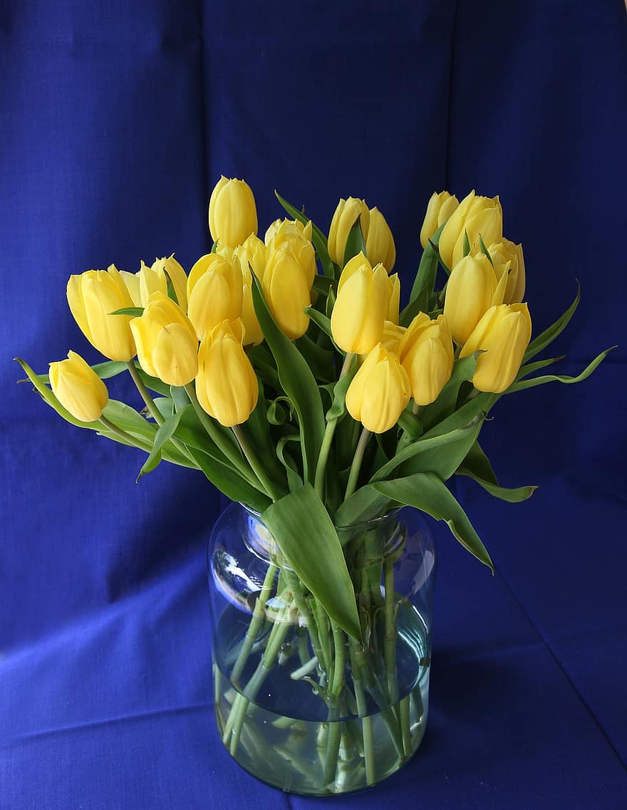 tulipani, fiori, vaso, fiori gialli, decorativo, decorazione, fioritura, fiorire, flora