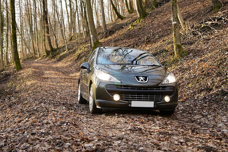 peugeot, Skov, bil, Peugeot 207, Frankrig, efterår, natur, skov, køretøj