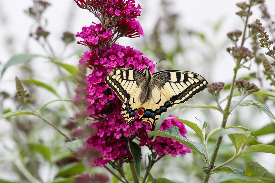 fluture, polenizare, natură, potrivi, insectă, flori, biologie, fluture aripi