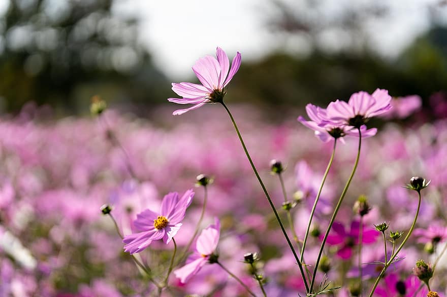 Cosmos, Flowers, Plants, Pink Flowers, Petals, Buds, Bloom, Meadow, Nature, Fall, Autumn