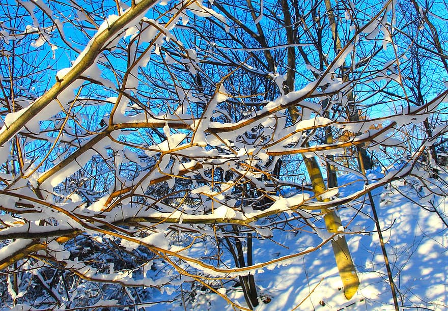 ต้นไม้, หิมะ, สาขา, ฤดูหนาว, น้ำค้างแข็ง, น้ำแข็ง, กิ่งไม้, หนาว
