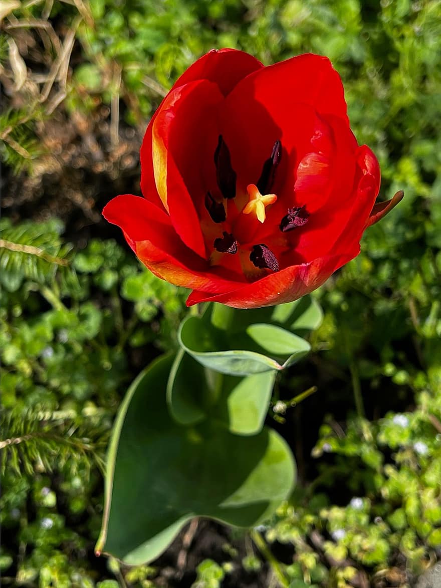 flor, tulipa, florir, pètals, primavera, flor vermella, naturalesa