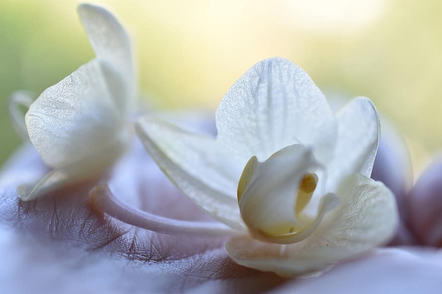 orchidee, bloem, witte orchidee, bloemblaadjes, witte bloemblaadjes, bloeien, bloesem, flora
