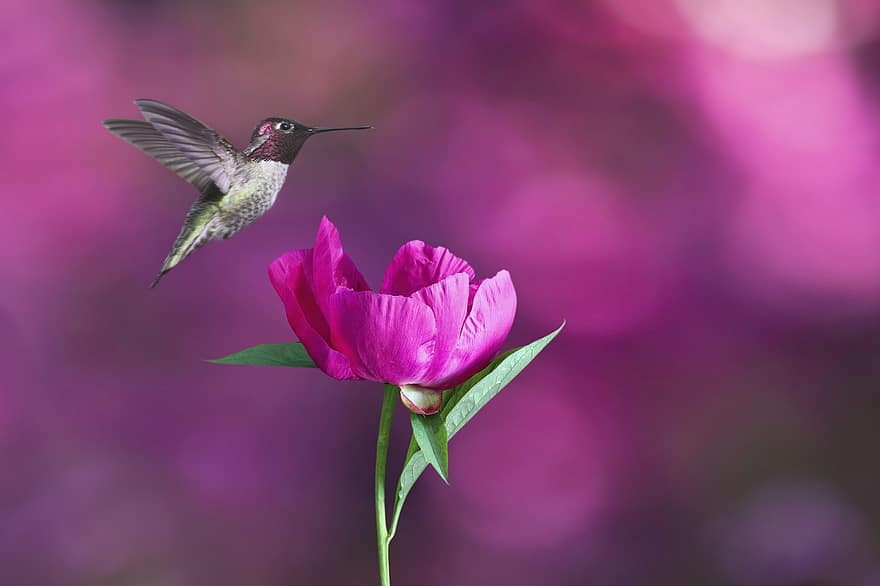 colibrí, ocell, rosa, flor, animal, ales, vol, plomes, plomatge, factura, ornitologia