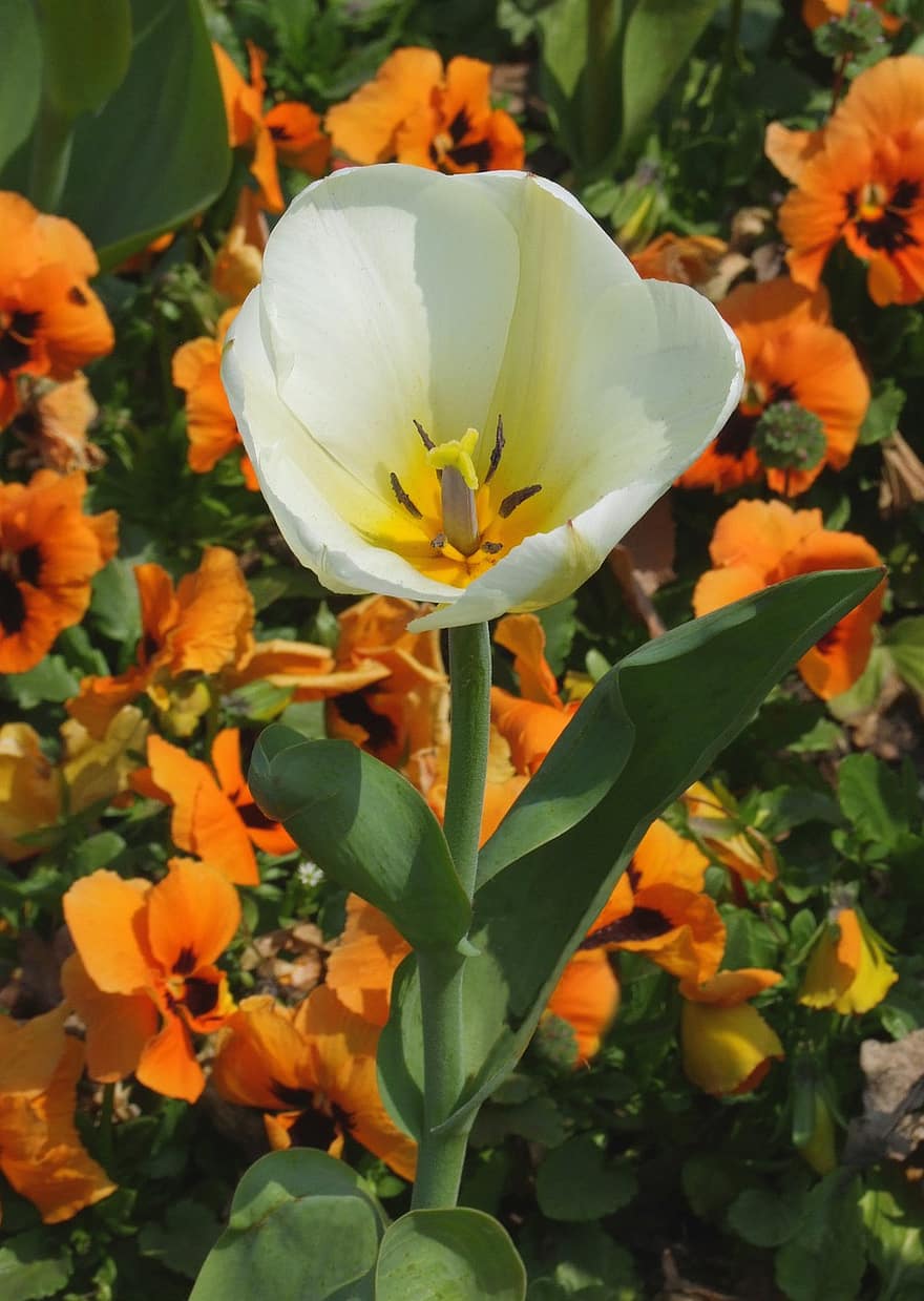 tulipán, sárga, világos szín, tavaszi, kert, virág
