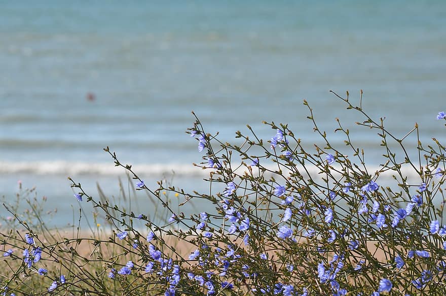 blomster, vann, blå, nesten, Svartehavet, natur, landskap