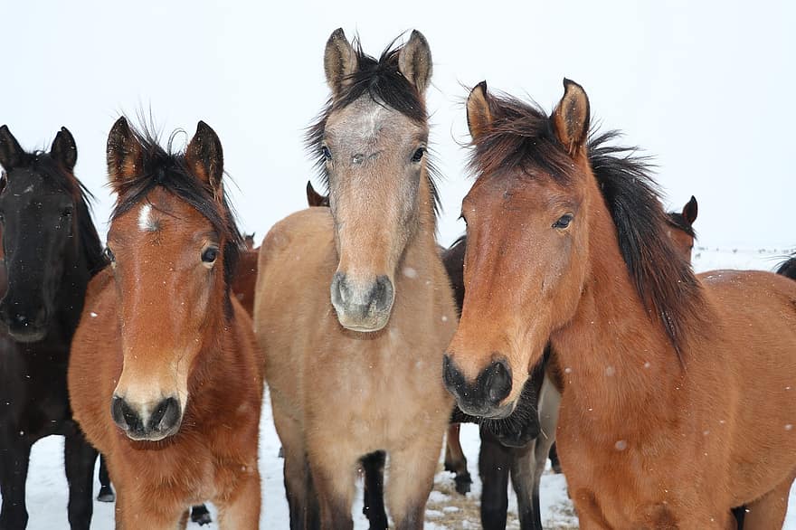 cavalls, ramat, cavalls marrons, equins, mamífers, animals, naturalesa, a l'aire lliure
