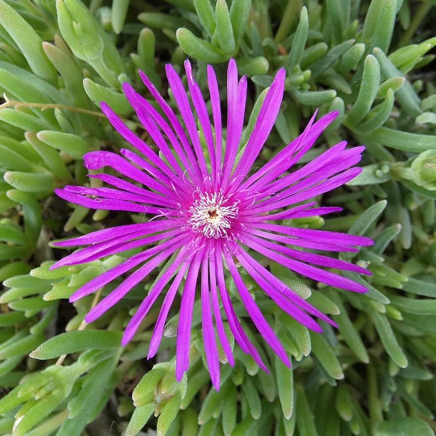 Flower, Delosperma Cooperi, Aizoaceae, Petals, Purple, Blossom, Plant, Flora, close-up, multi colored, summer