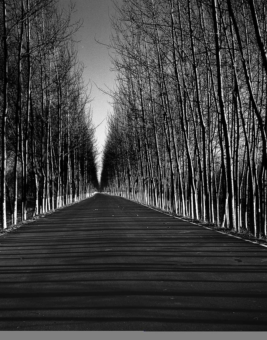 Road, Country Road, Trees, Scenery, Nature, Beijing, tree, vanishing point, black and white, wood, landscape