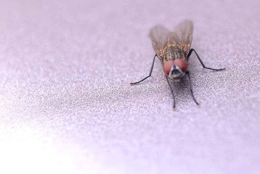 inseto, mosca, entomologia, macro, fechar-se, mosca doméstica, pequeno, origens, praga, anti-higiênico, vôo