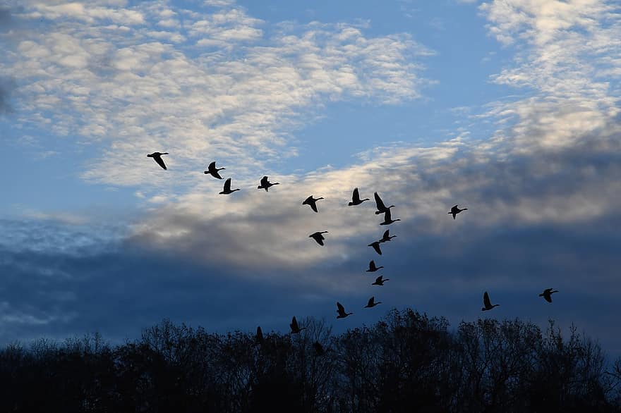 Birds, Sky, Nature, Clouds, Flying, Flock, Ornithology, Species, Fauna, blue, animals in the wild